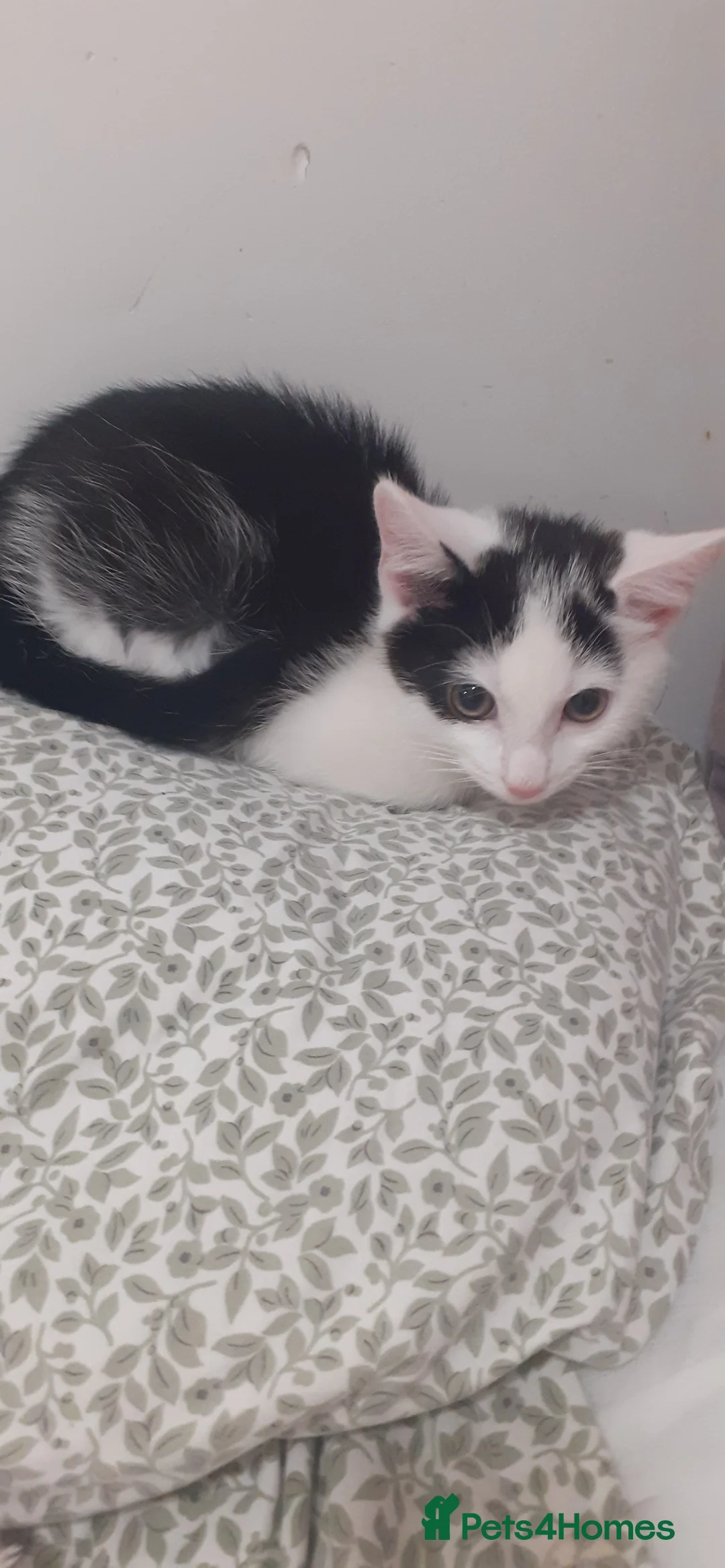 Mixed Breed cats for sale: 9 week old kitten - Advert 1