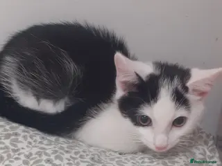 Mixed Breed cats 9 week old kitten - Advert 1