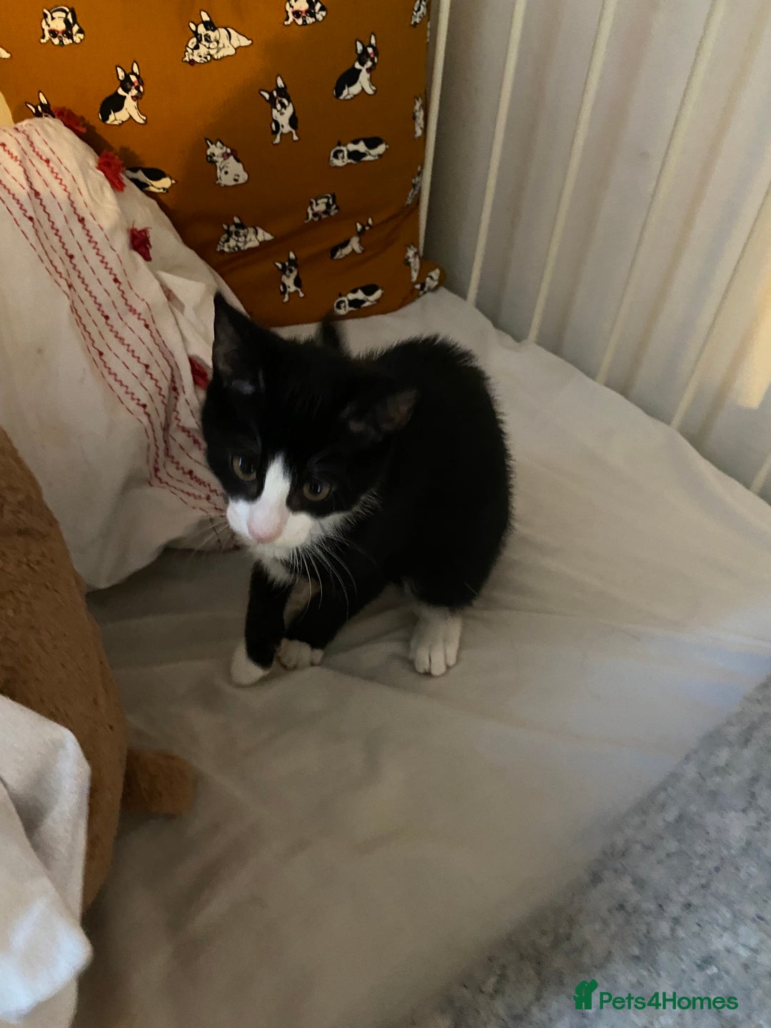 Mixed Breed cats for sale: Friendly kittens looking for homes ! - Image 4