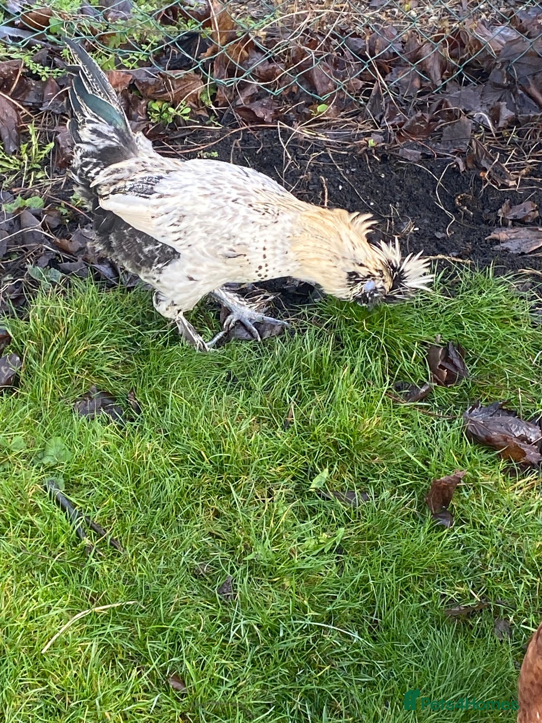 Chickens poultry for sale: Male chicken for sale - Advert 1