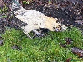 Chickens poultry Male chicken for sale - Advert 1