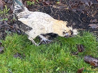 Chickens poultry Male chicken for sale - Advert 17