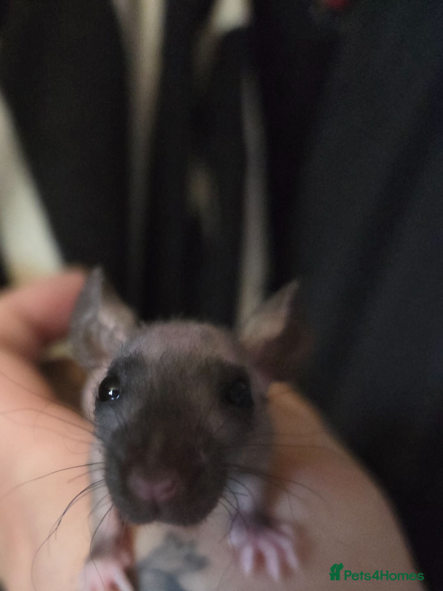 Rat rodents Baby rats dumbos, balds and fancy.  - Advert 18