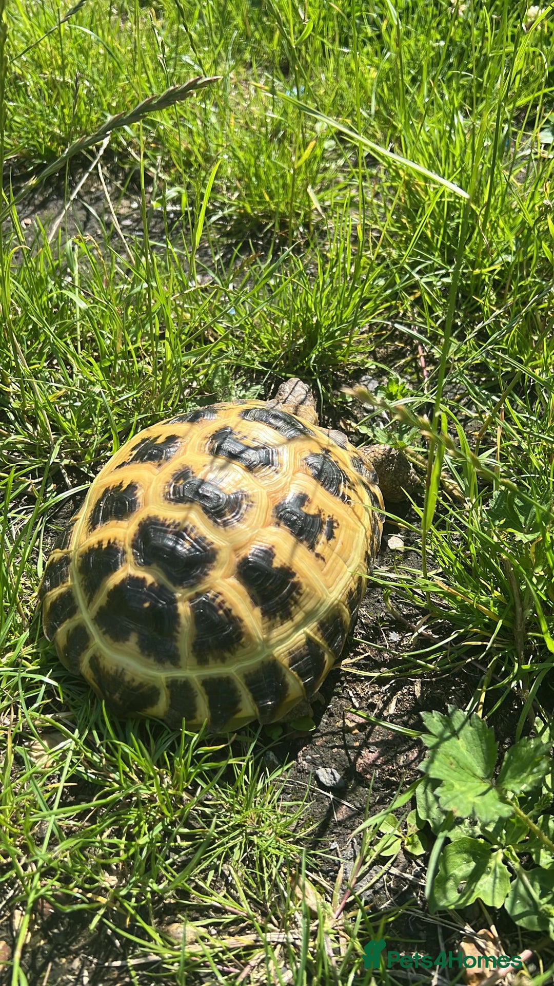 Tortoise reptiles for sale: Horsefield tortoise - Image 3