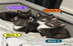 Bengal cats for sale: Gorgeous Bengal X Kittens!! - Image 22