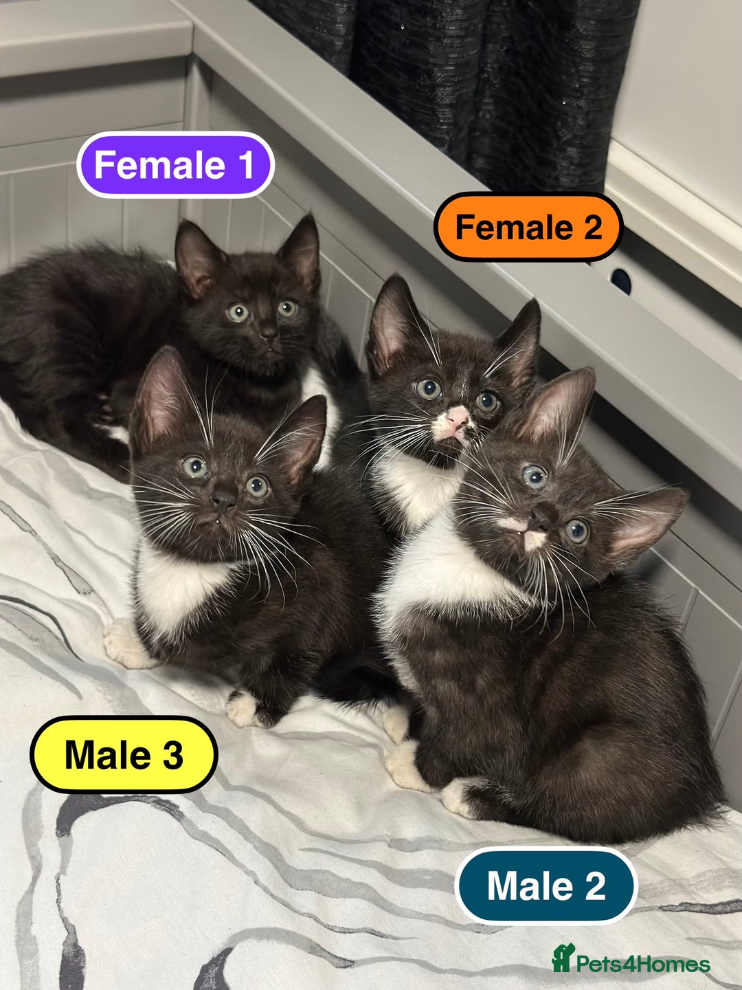 Bengal cats for sale: Gorgeous Bengal X Kittens!! - Image 22