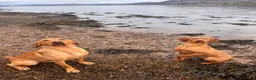 Mixed Breed dogs for sale: Hungarian Vizsla X Labrador (fox red) in Fort William - Advert 9