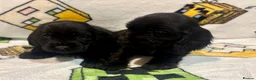 Cocker Spaniel dogs for sale: Showtime cocker spaniels - Advert 4