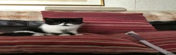 Exotic cats for sale: Hello my name is Tyson - Advert 4