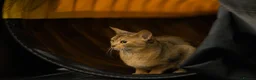 Abyssinian cats for sale: Gorgeous Abyssinian kittens - Advert 4