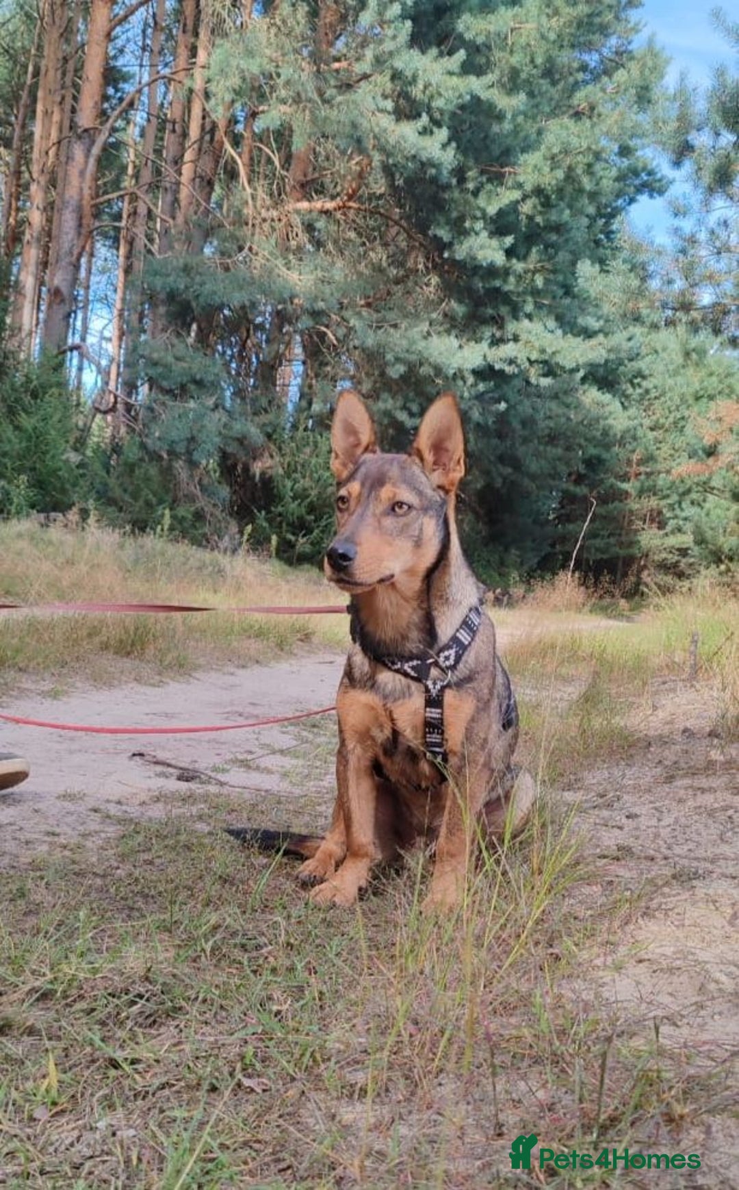 Border Collie dogs for adoption: ZIGGY – Border Collie (Male) - Advert 4