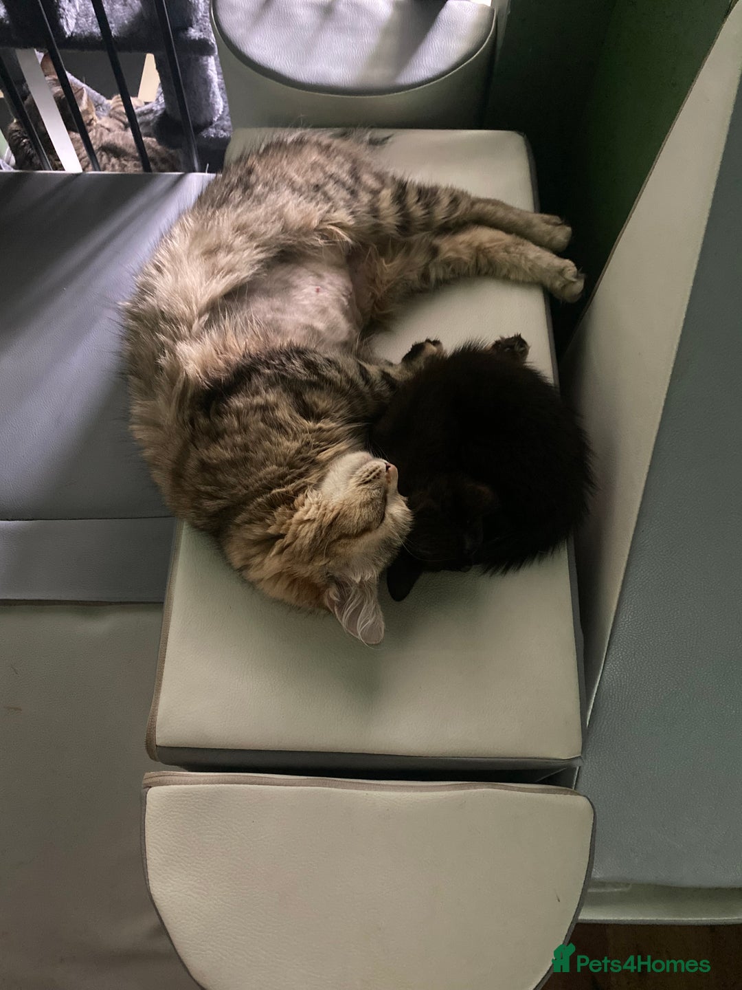 Mixed Breed cats for sale: Bombay x Tabby little girls - Image 3