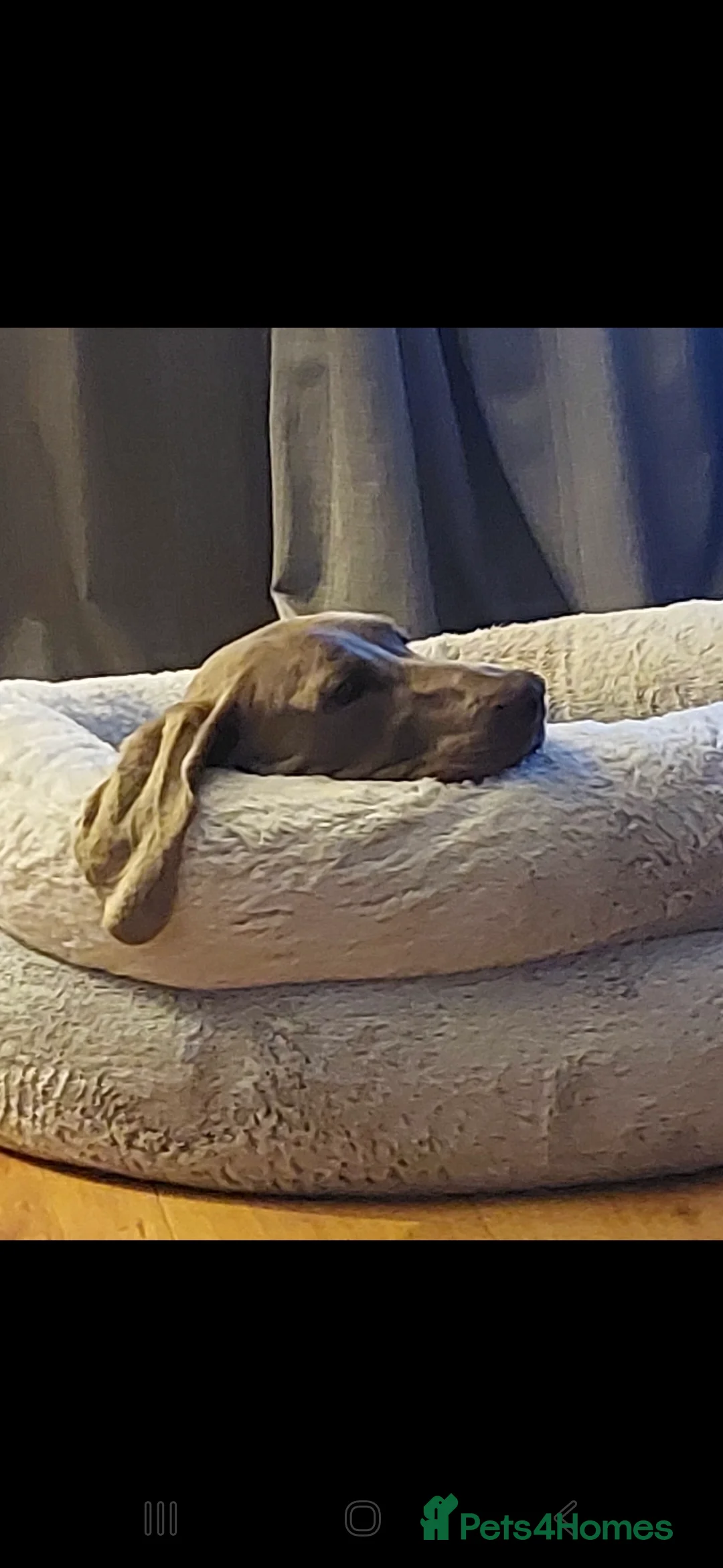 Weimaraner dogs for sale: Weimaraner KC Reg GUNALT CHAMPION BLOODLINE  - Advert 11