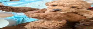 Maltipoo Puppy 4