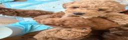 Maltipoo dogs for sale: MALTIPOOS RED  - Advert 9