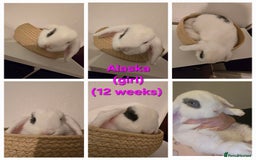 Mini Lop rabbits for sale: Beautiful mini lops x 9 - Image 11