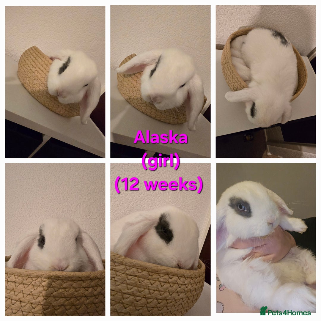 Mini Lop rabbits for sale: Beautiful mini lops x 9 - Image 11