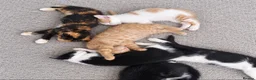 Mixed Breed cats for sale: Kittens looking for loving homes! in Leicester - Advert 5