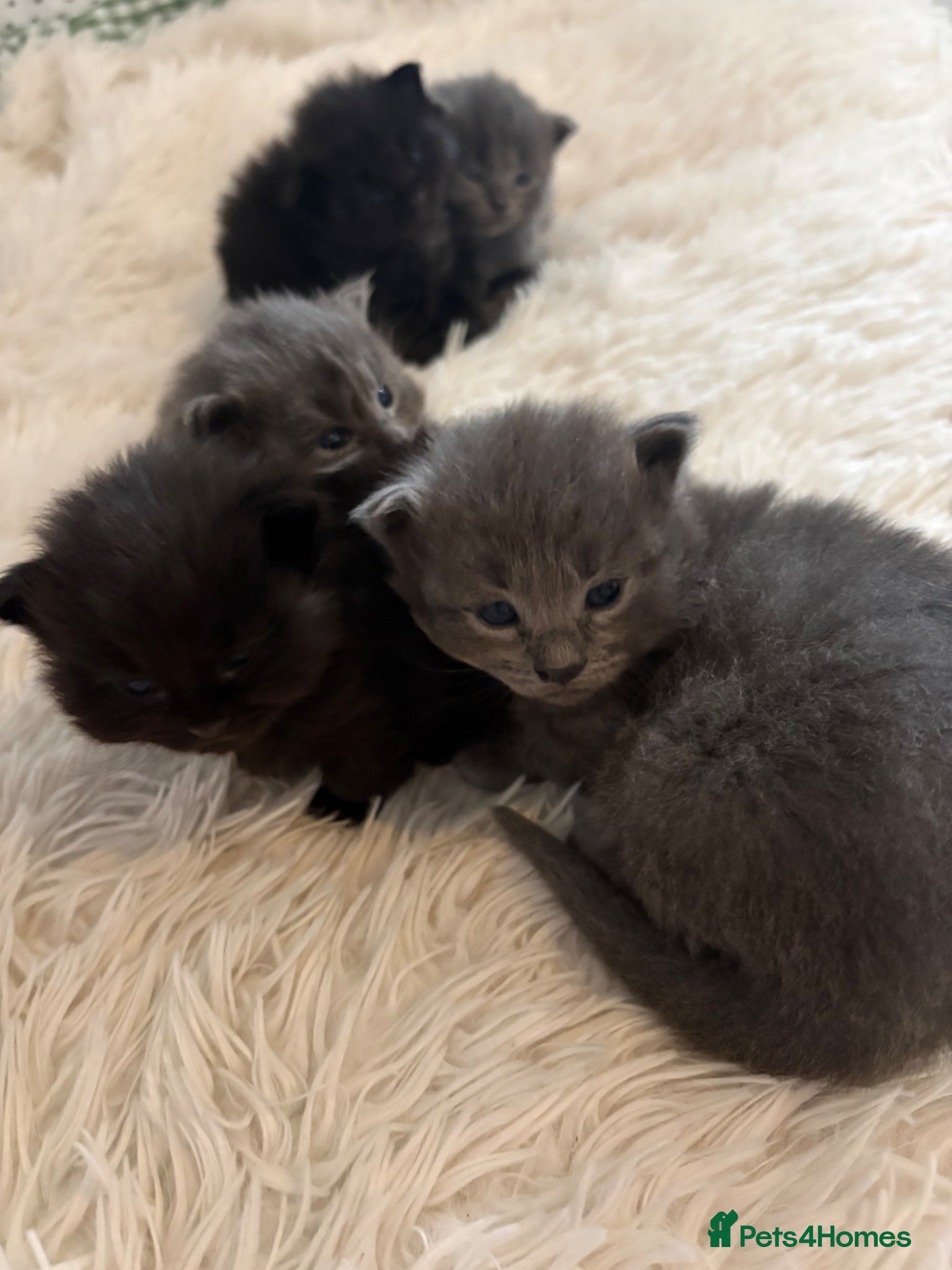 British Longhair cats Adorable Kittens Looking for Loving Homes 🐾 - Advert 6