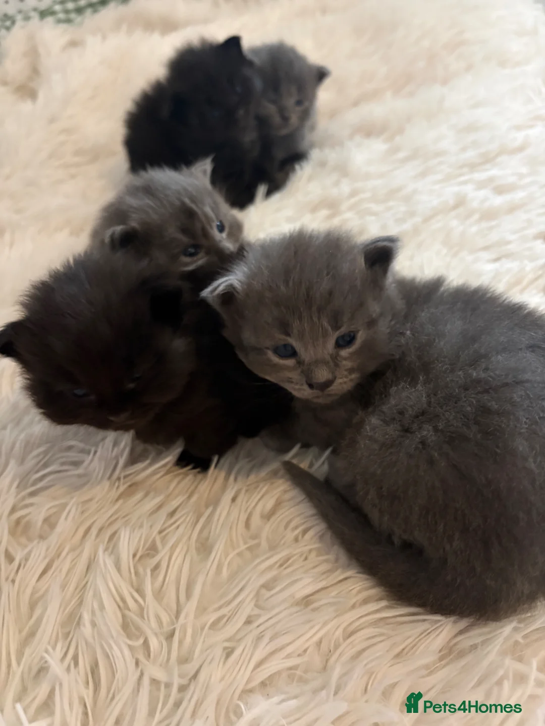 British Longhair cats for sale: Adorable Kittens Looking for Loving Homes 🐾 in Thetford - Advert 1