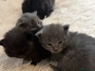 British Longhair cats Adorable Kittens Looking for Loving Homes 🐾 - Advert 7