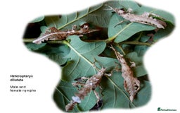Stick Insects invertebrates for sale: Jungle Nymph Stick Insects - Large Juvenile Pair!! - Image 5