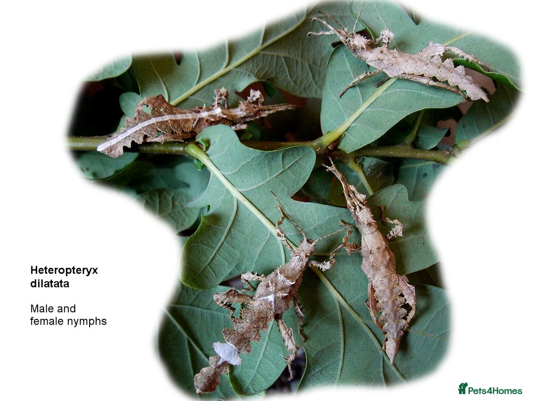 Stick Insects invertebrates for sale: Jungle Nymph Stick Insects - Large Juvenile Pair!! - Image 5