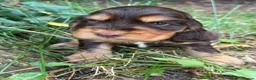 Cocker Spaniel dogs for sale: ❤️ 100% SHOWTYPE HEALTH TESTED COCKER SPANIEL ❤️ - Advert 11