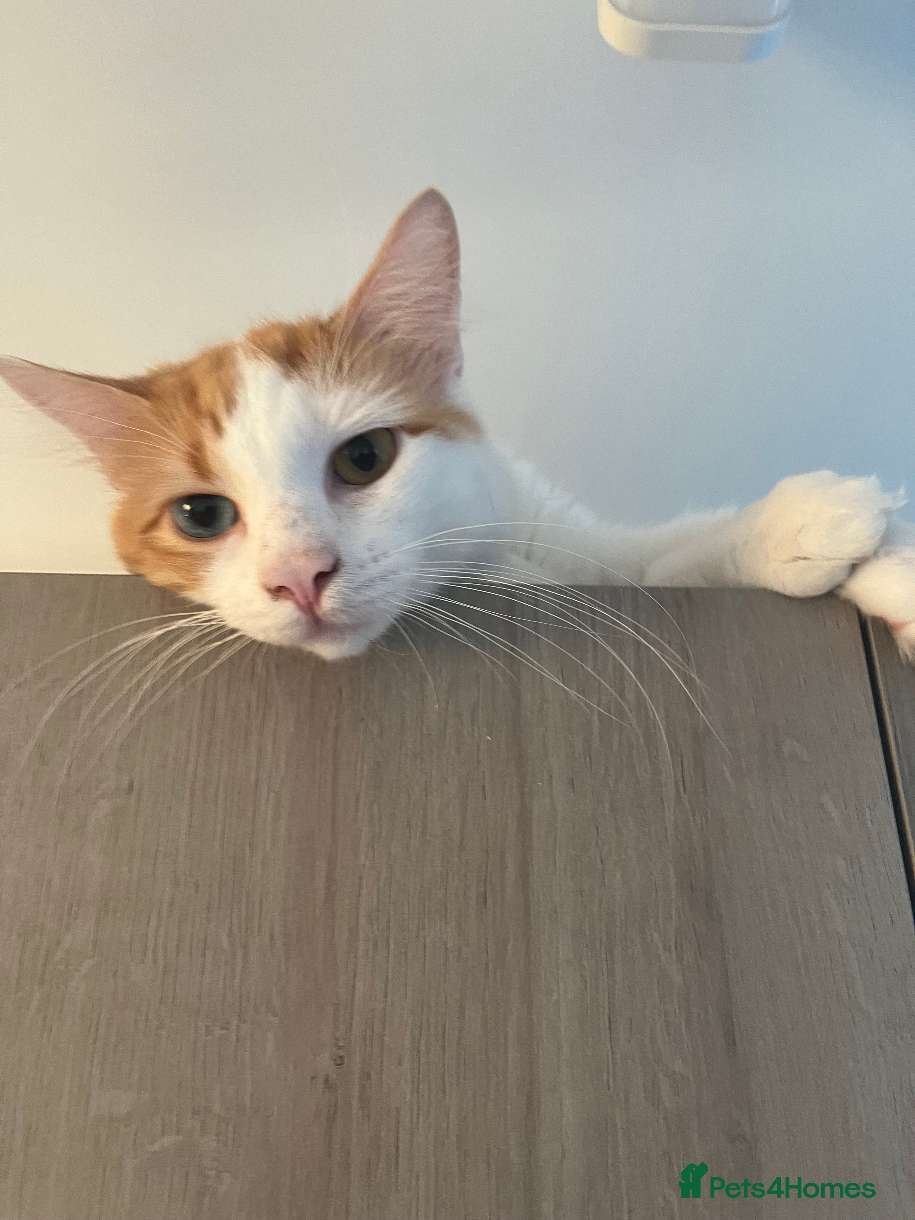 Turkish Van cats Beautiful pumpkin needs his forever home - Advert 2