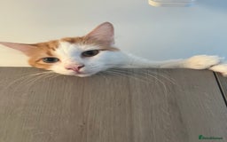 Turkish Van cats for sale: Beautiful pumpkin needs his forever home - Image 1