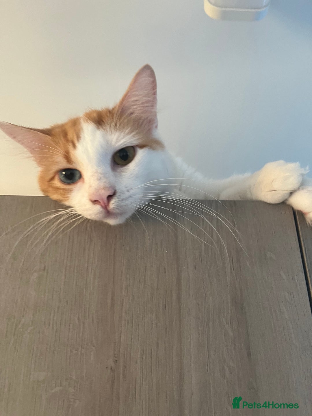 Turkish Van cats for sale: Beautiful pumpkin needs his forever home - Image 1