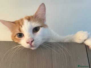 Turkish Van cats - Advert 5