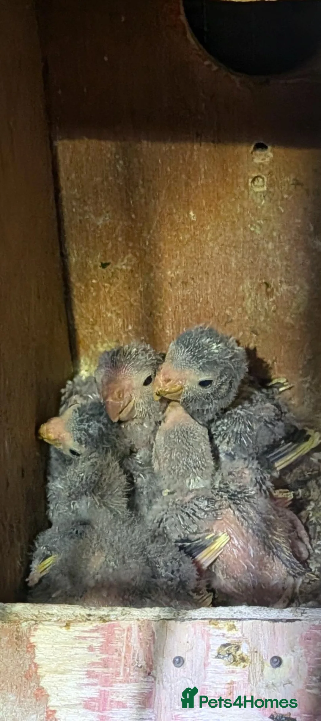 Parrots birds for sale: Baby kakarikis (small parrot) - Advert 1