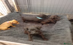 Patterdale Terrier dogs for sale: Patterdale pups for sale ready now - Image 4