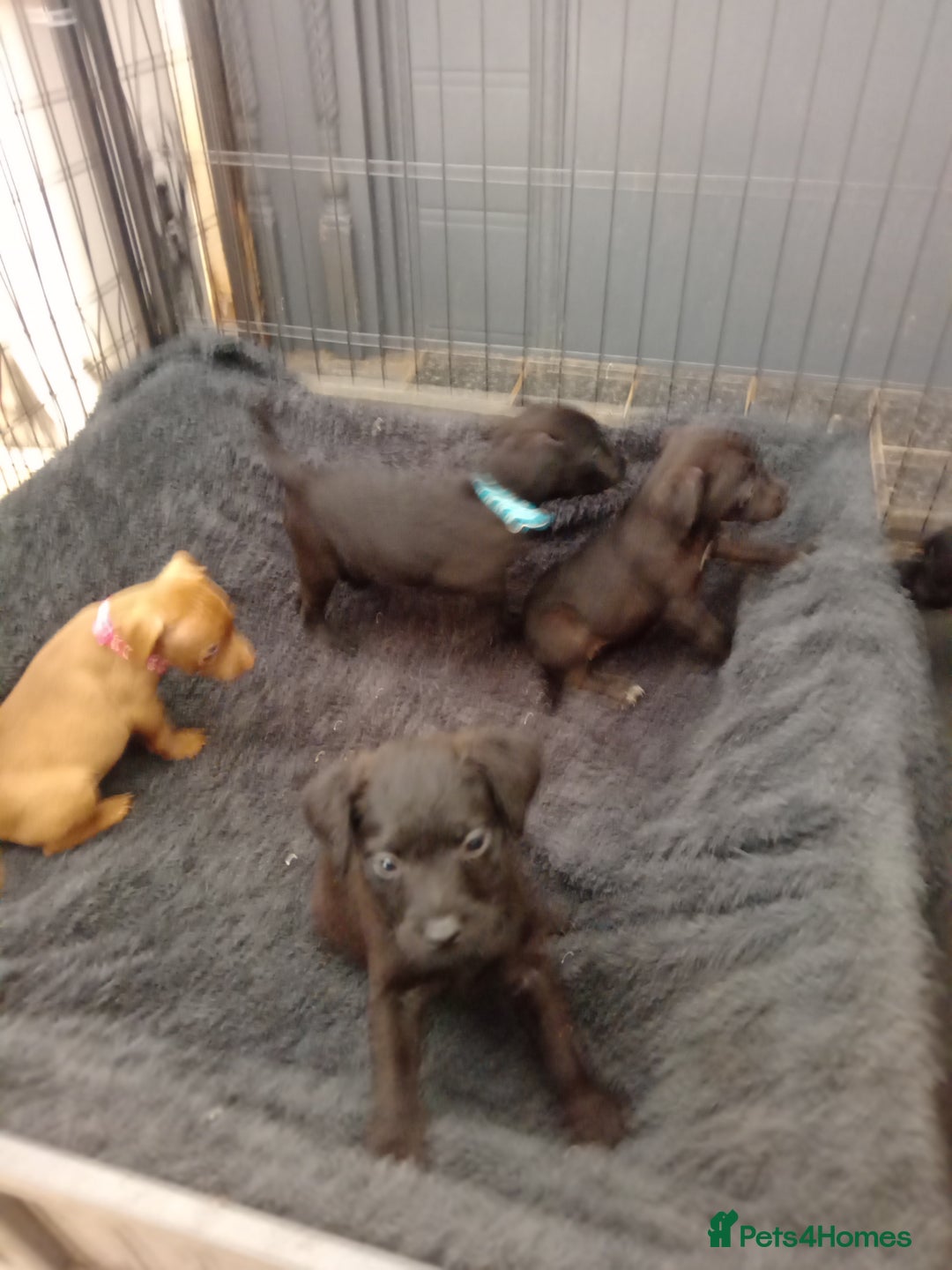 Patterdale Terrier dogs for sale: Patterdale pups for sale ready now - Image 4