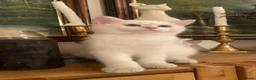 British Longhair cats for sale: British longhair  - Advert 22