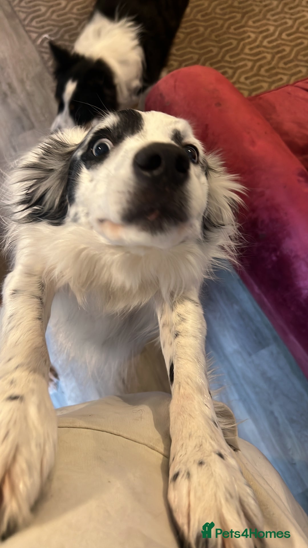 Border Collie dogs for sale: Patch - Image 5