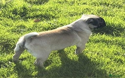 Pug dogs for sale: 2 beautiful female Pug puppies - Image 5