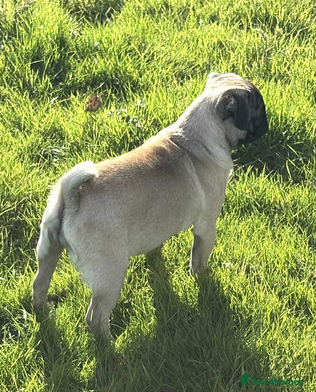 Pug dogs for sale: 2 beautiful female Pug puppies - Image 5