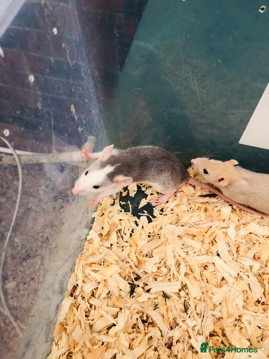 Rat rodents for sale: Rats for sale - Advert 4