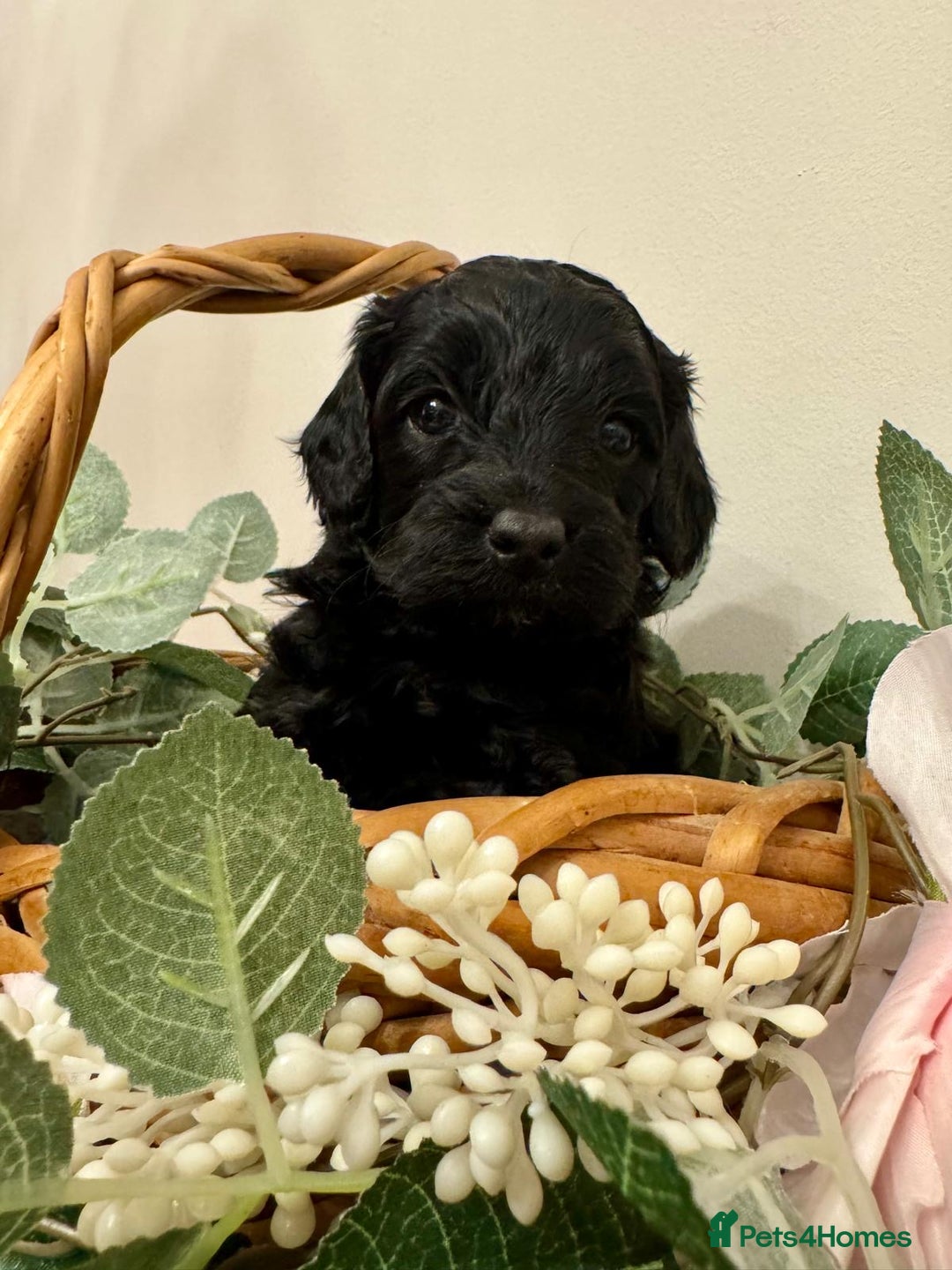 Cockapoo dogs for sale: Beautiful Cockapoo Puppies for Sale ✨🐾 - Advert 15
