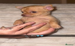 Chihuahua dogs for sale: 3 beautiful chihuahuas 2 girls 1 boy left  - Image 8