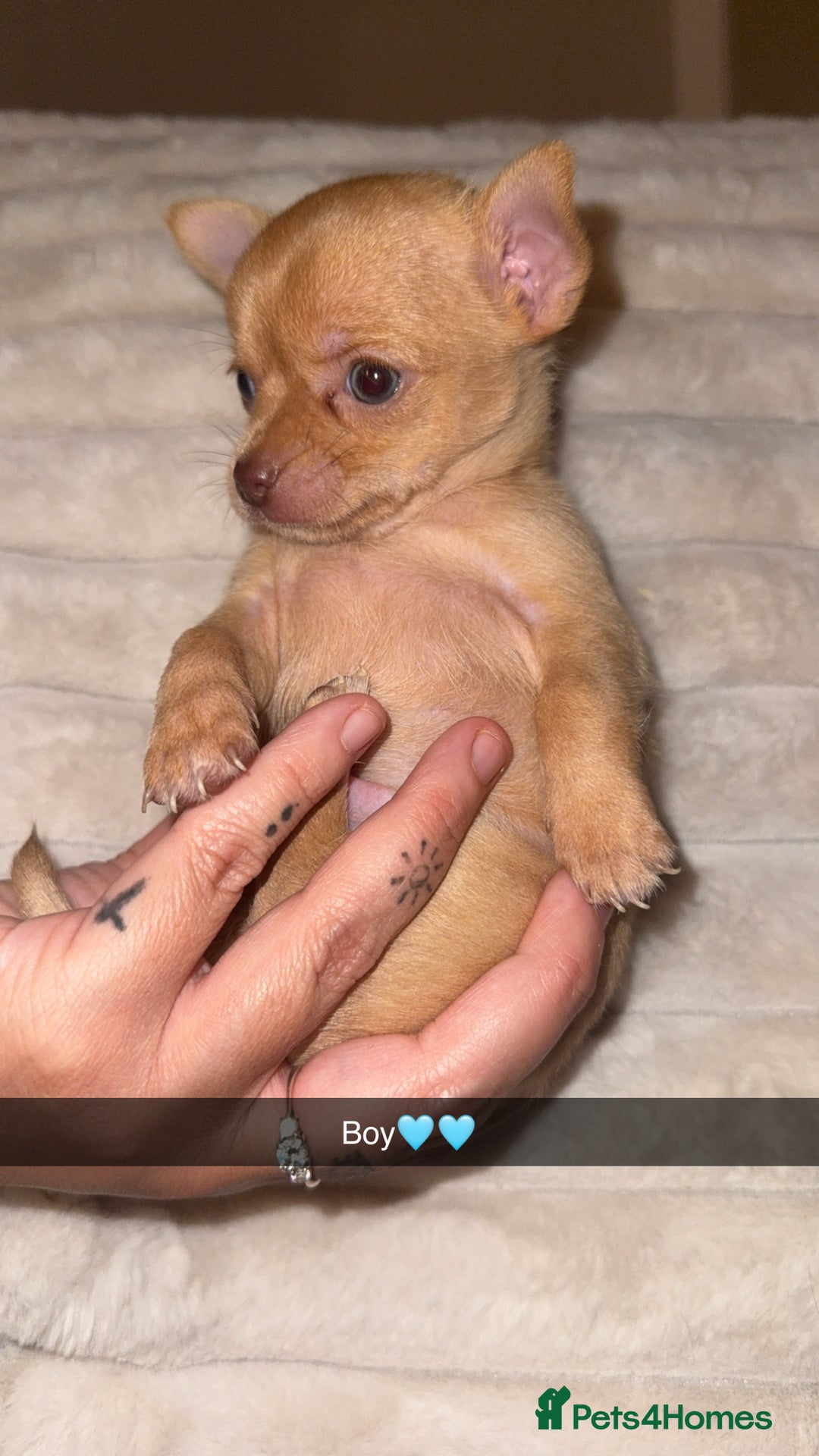 Chihuahua dogs for sale: 3 beautiful chihuahuas 2 girls 1 boy left  - Image 8