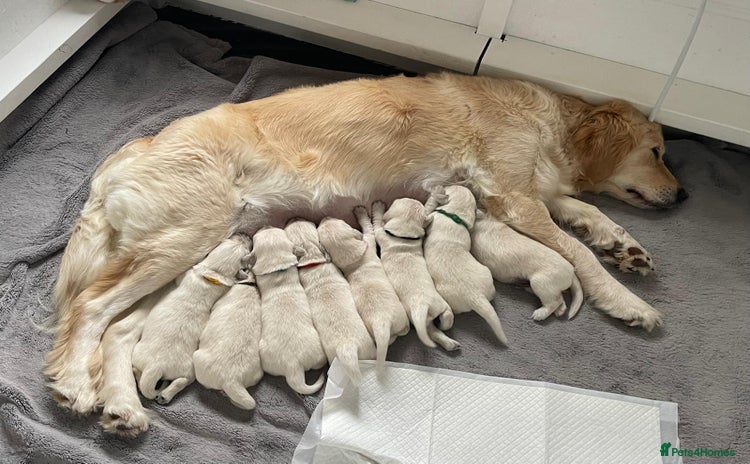 Golden Retriever dogs Golden Retriever Pups 2 BOYS - Advert 1