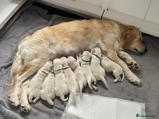 Golden Retriever dogs for sale: Golden Retriever Pups 2 BOYS - Advert 1