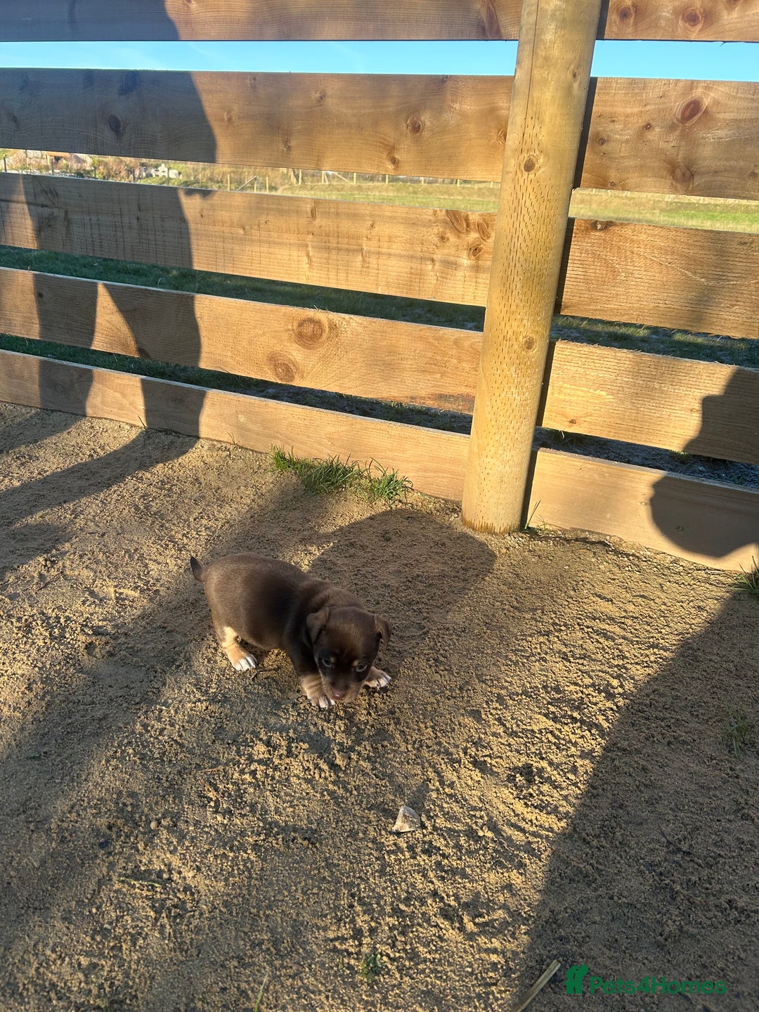 Jack Russell dogs for sale: Stunning Jack Russell puppies fr sale-all colours  - Advert 7