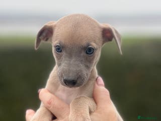 Whippet dogs Top Quality Whippet Puppies - Advert 5