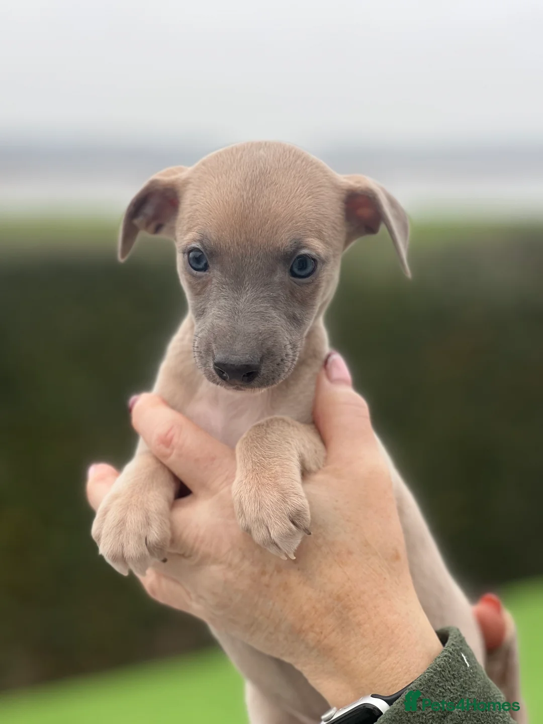 Whippet dogs for sale: Top Quality Whippet Puppies  - Advert 1