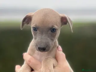 Whippet dogs Top Quality Whippet Puppies - Advert 13