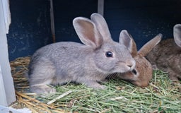 Mixed Breed rabbits for sale: Super cute bunny babies 🐰😍🐰 - Image 9